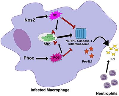 Tolerating the Unwelcome Guest; How the Host Withstands Persistent Mycobacterium tuberculosis